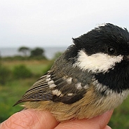 Coal Tit